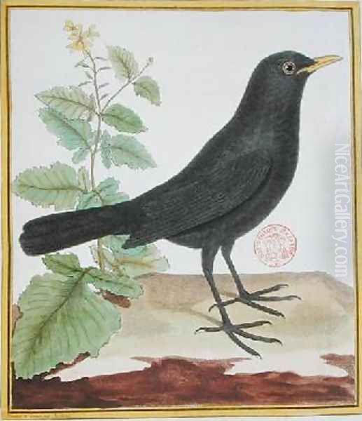 Male French blackbird from Histoire Naturelle des Oiseaux by Georges du Buffon 1707-88 Oil Painting by Francois Nicolas Martinet