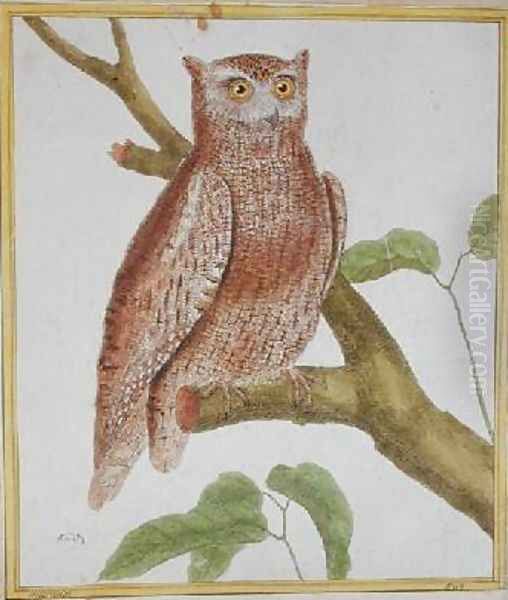 Scops Owl from Histoire Naturelle des Oiseaux by Georges de Buffon 1707-88 Oil Painting by Francois Nicolas Martinet