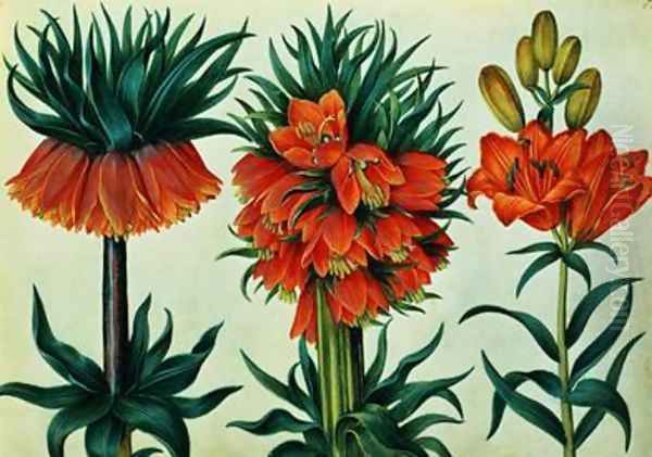 Crown Imperial Lily Oil Painting by Alexander Marshal