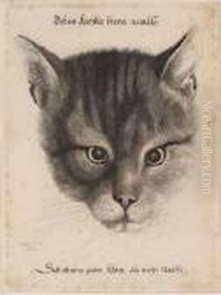 [the Large Cat's Head] Oil Painting by Wenceslaus Hollar