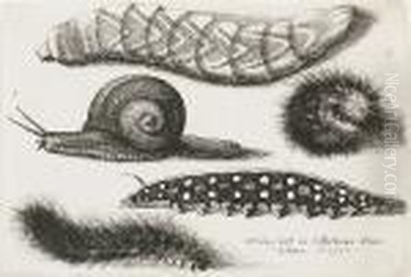 Four Caterpillars And A Snail (pennington 2167) Oil Painting by Wenceslaus Hollar