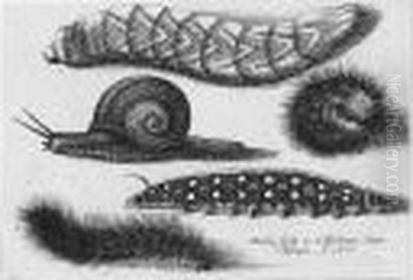 Four Caterpillars And A Snail (p., P.2167) Oil Painting by Wenceslaus Hollar