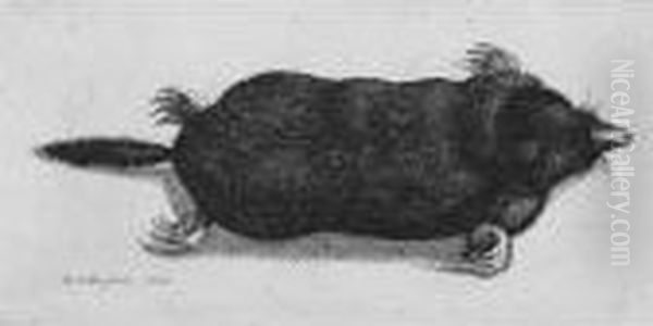 Dead Mole (p., P.2106) Oil Painting by Wenceslaus Hollar