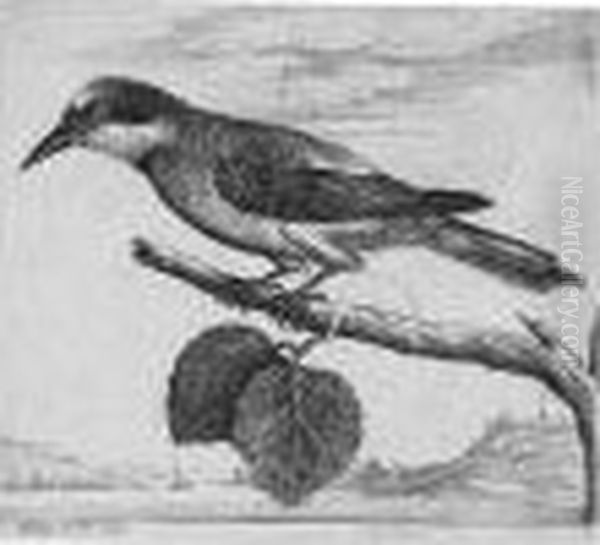 A Jay (parthey, Pennington 2159) Oil Painting by Wenceslaus Hollar