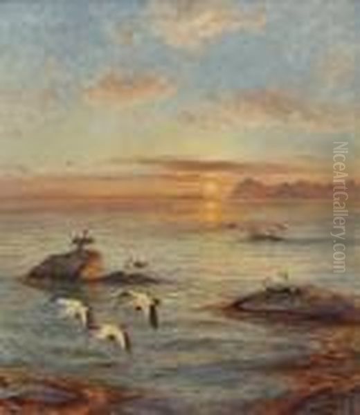 Common Eiders In Midnight Sun Oil Painting by Thorolf Holmboe