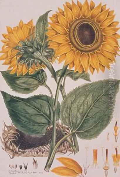 Helianthus annus Sunflower illustration for an English translation of a botanical treatise by Carolus Linnaeus 1707-78 1777 from the Plate Collection of the Botany Library Oil Painting by John Miller