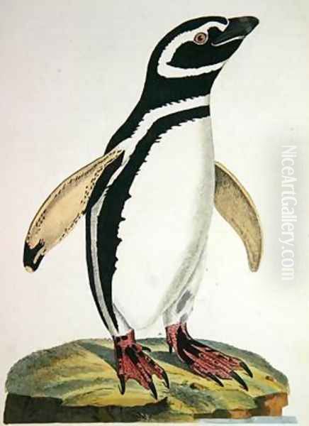 Illustration of a penguin from Cimelia Physica Figures of rare and curious quadrupeds birds Oil Painting by John Frederick Miller