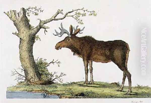 Cervus Alces Oil Painting by John Frederick Miller