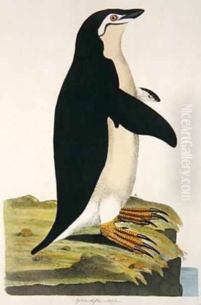 Aptenodytes Antarctica illustration from Cimelia Physica Figures of rare and curious quadrupeds birds Oil Painting by John Frederick Miller