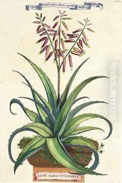 Aloe Vera Vulgaris from Phytographia Curiosa Oil Painting by Abraham Munting