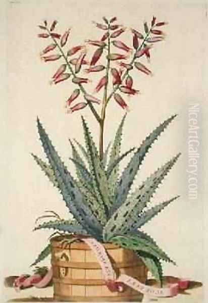 Aloe Vera Costa Spinosa from Phytographia Curiosa Oil Painting by Abraham Munting