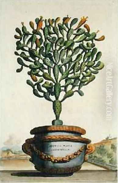 Opuntia Maior Augustifolia from Phytographia Curiosa Oil Painting by Abraham Munting