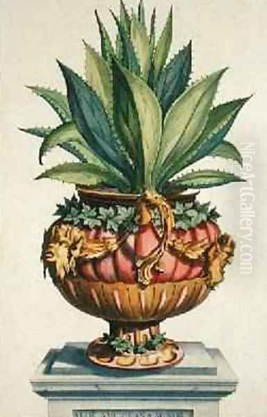 Aloe Americana Minor from Phytographia Curiosa Oil Painting by Abraham Munting