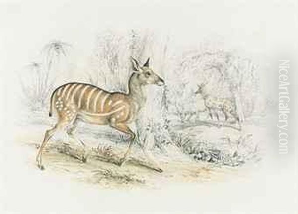 A Striped Antelope In A Tropical Landscape Oil Painting by Samuel Howitt