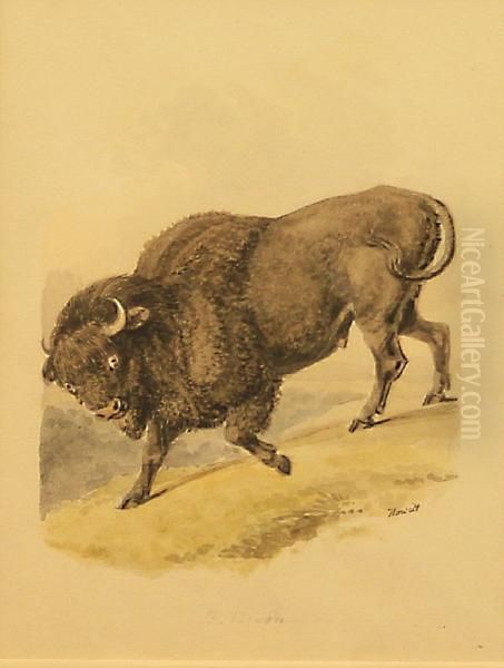 B. Bison Oil Painting by Samuel Howitt