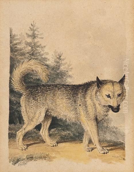 Drawing Of A Wolf Oil Painting by Samuel Howitt