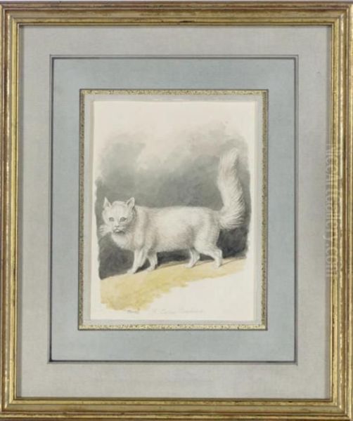 A Persian Cat Oil Painting by Samuel Howitt