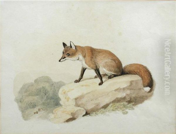 Study Of A Fox Oil Painting by Samuel Howitt