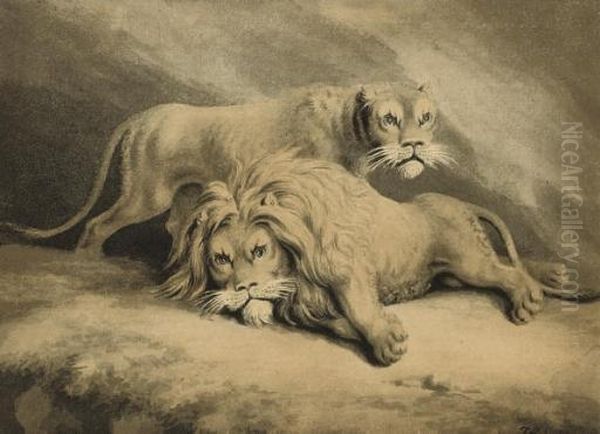 Studies Of Lions Oil Painting by Samuel Howitt