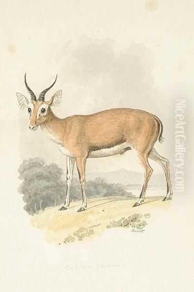 Antelope Dorcas; Antelope Redunca And Four Others, Six Oil Painting by Samuel Howitt