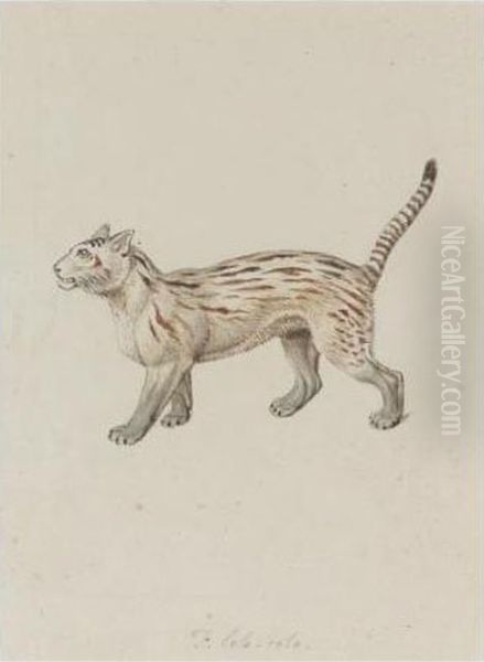 A Gemsbock; A Pampas Cat; A Fisher; A Member Of The Fishing Cat Family Oil Painting by Samuel Howitt