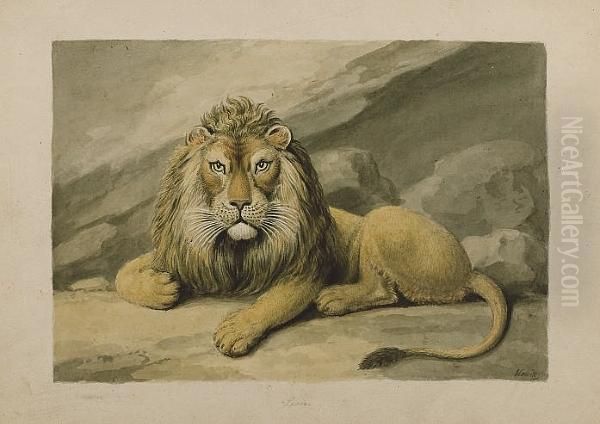 A Study Of A Lion Oil Painting by Samuel Howitt