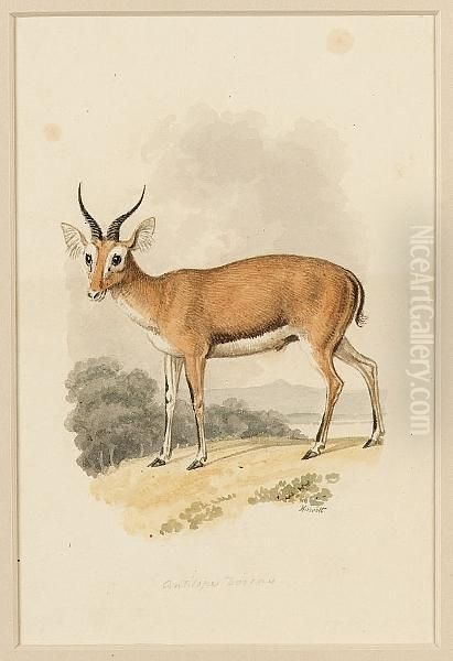 Antelope Dorcas; Antelope Redunca And Four Others, Six Oil Painting by Samuel Howitt