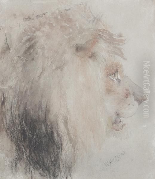 Study Of A Lion's Head Oil Painting by William Huggins