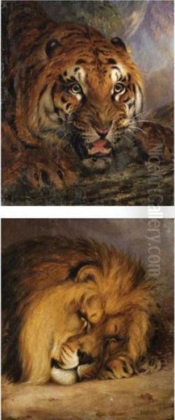 A Bengal Tiger; And A Sleeping Lion Oil Painting by William Huggins