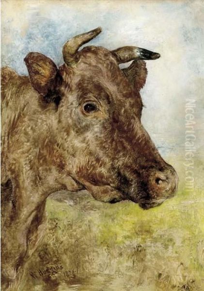 The Head Of A Cow Oil Painting by William Huggins