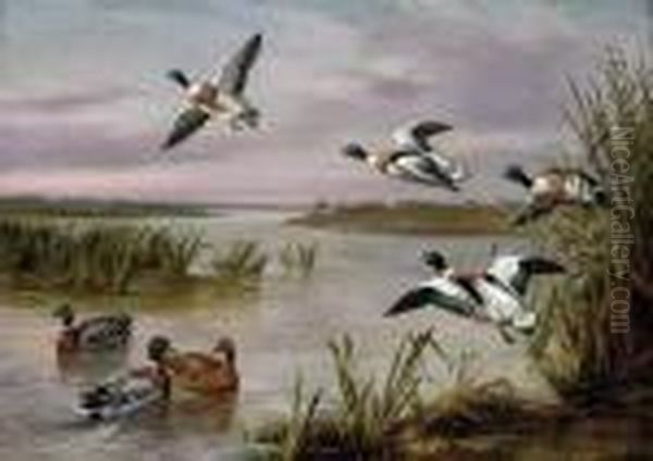 Mallard And Sheldrake Oil Painting by Edgar Hunt