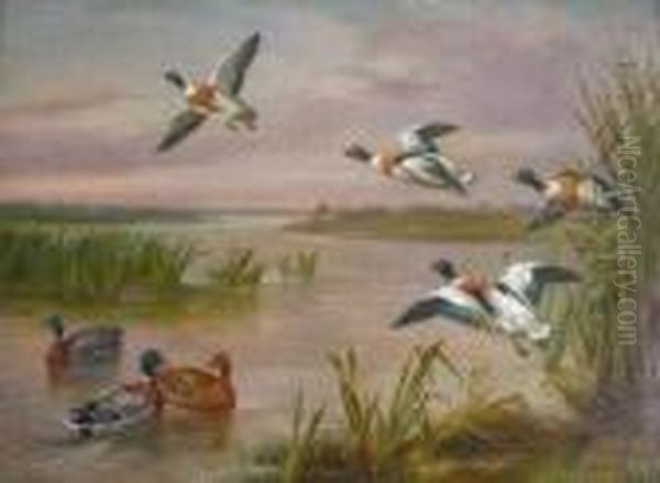 Mallard Shell Drake Flying Over Water Oil Painting by Edgar Hunt