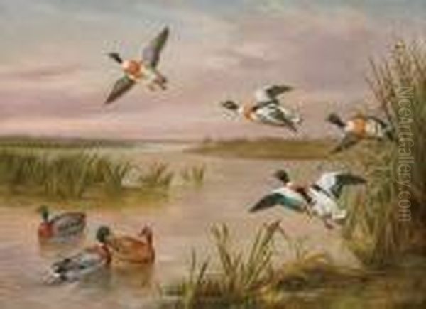 Mallard And Sheldrake Oil Painting by Edgar Hunt