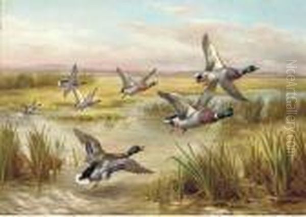 Mallard In Flight Over Wetlands Oil Painting by Edgar Hunt