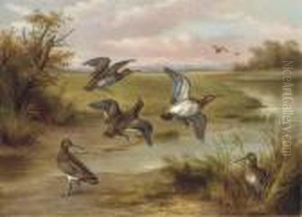 Snipe By A Stream Oil Painting by Edgar Hunt