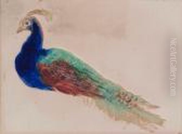 Study Of A Peacock Oil Painting by William Henry Hunt