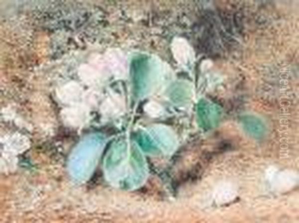 Apple Blossom On A Mossy Bank Oil Painting by William Henry Hunt