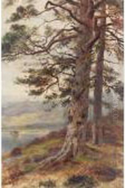 The Great Scots Pine Oil Painting by Louis Bosworth Hurt