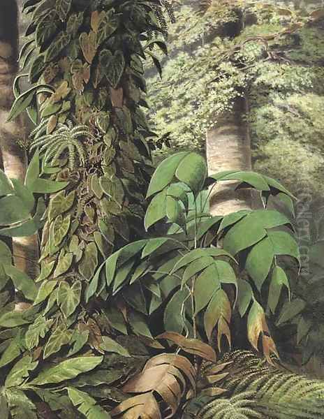 A Brazilian jungle scene with Guarana palms Oil Painting by William Michaud