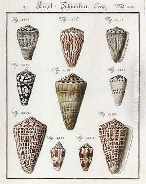 Studies of Shells Oil Painting by Friedrich Heinrich Wilhelm Martini