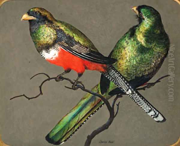 Bar-Tailed Trogon Oil Painting by Charles Christian Nahl