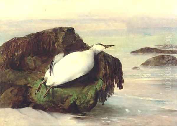 A dead seabird, Shanklin, Isle of Wight Oil Painting by John George Naish