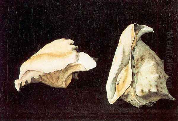 Two Shells Oil Painting by Filippo Napoletano