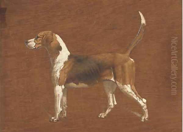 Wallflower, a hound from the North Warwickshire Hunt Oil Painting by Basil J. Nightingale