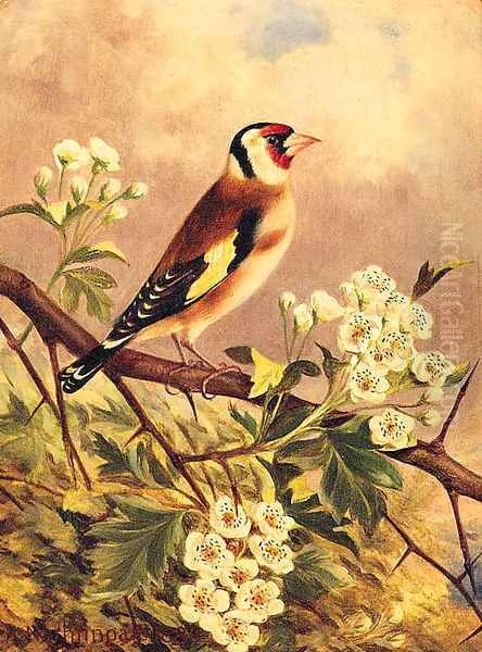 A Goldfinch Oil Painting by Robert Nightingale