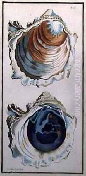 Oyster Shell Oil Painting by Richard Polydore Nodder