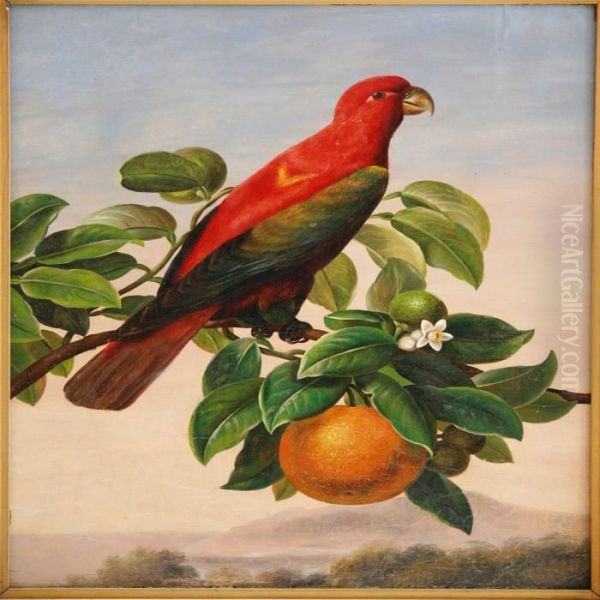 An Amazon Parrot On An Orange Twig Oil Painting by I.L. Jensen