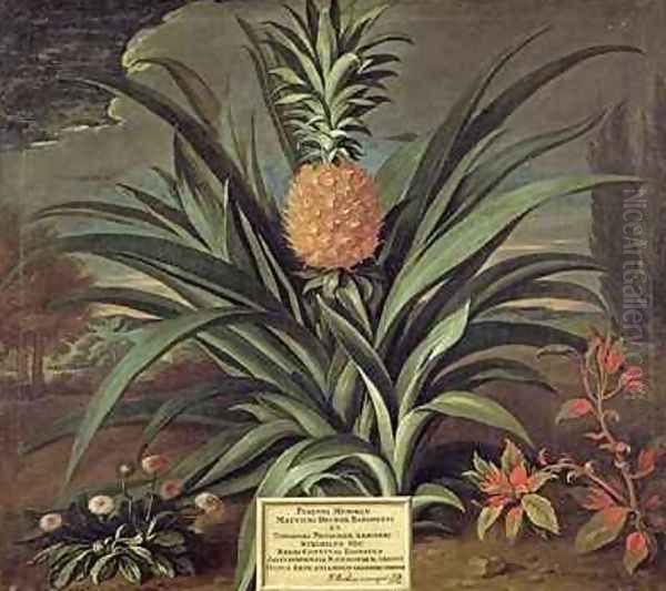 Pineapple grown in Sir Matthew Deckers Garden Richmond Surrey 1720 Oil Painting by Theodorus Netscher