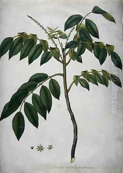 Brucea Antidysenterica 1777 Oil Painting by Frederick P. Nodder