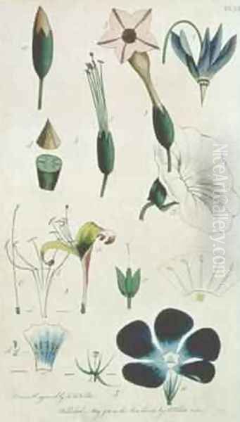 Plate XII Letter XVI Pentandria Monagia various flowers with five stamens Oil Painting by Frederick P. Nodder